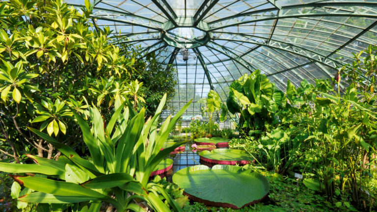 Grüne Stadtoase Botanischer Garten der Uni Basel chilli