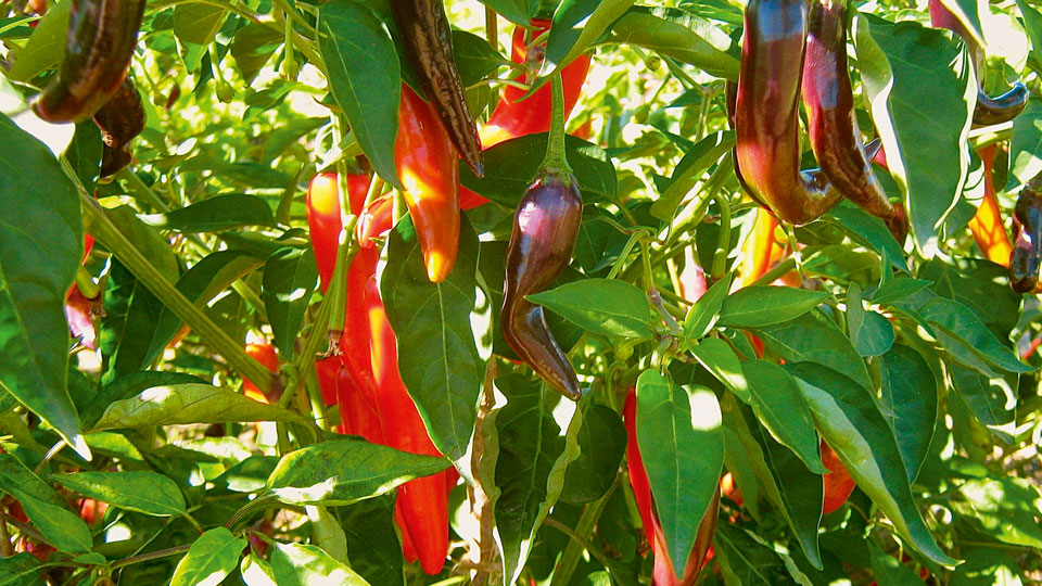 Ein Bild der Paprika Ecuador Purple